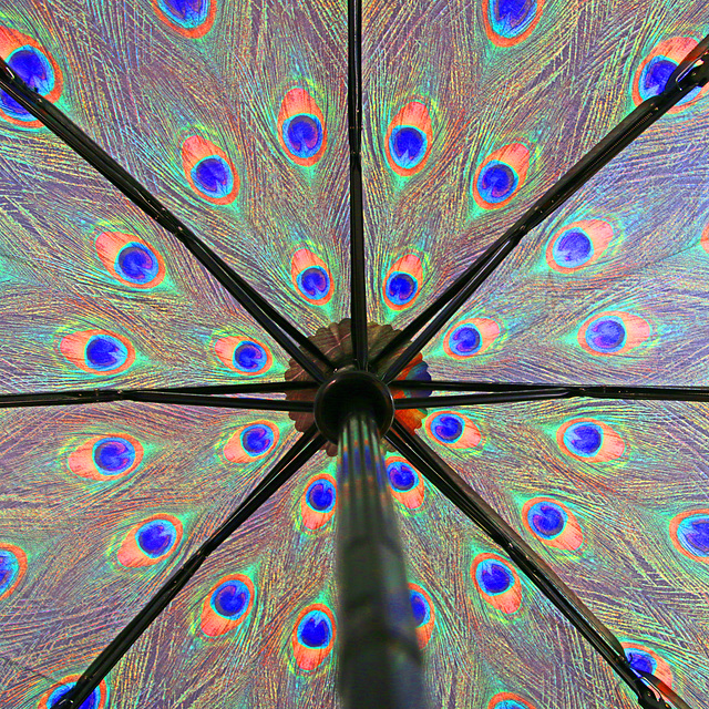 The Peacock Feather Print Umbrella