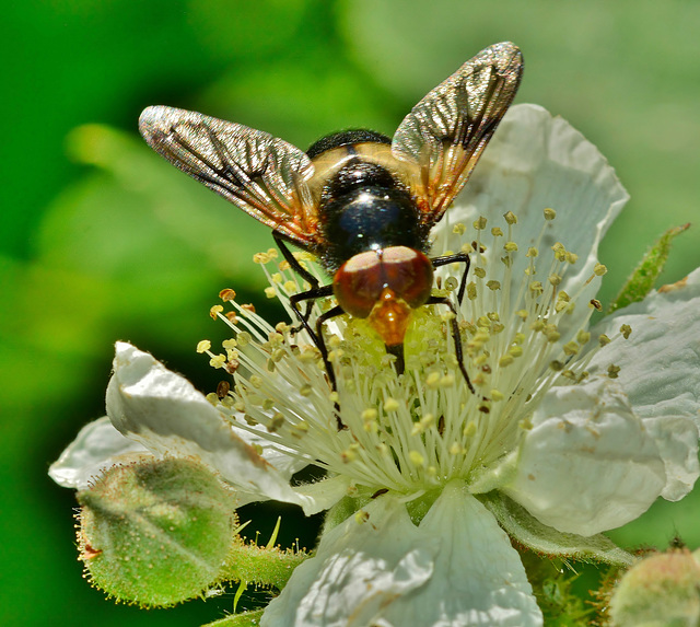 Hoverfly. Volucella pellucens