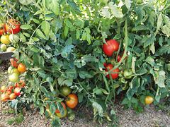 Tomates bio, pour la préparation d'une ratatouille/piperade (photo n°1)