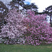 les magnolias au parc