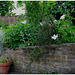 Brockwell Park walled garden 2 11 July