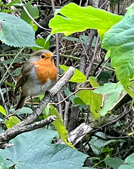 Robin by the Deveron