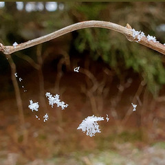 Snowflakes on a spider web.