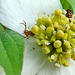 Dogwood Flower with a Spider