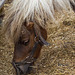 At Cotebrook shire horse centre.4jpg