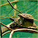 Kursunlu : la tartaruga trasporta il suo piccolo