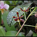 Phalaenopsis mannii Black