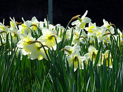 Daffodills , Narcissen , berm Landgraaf