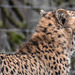 20200301 6592CPw [D~MS] Gepard, Zoo,  Münster