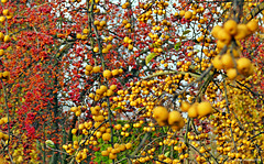 Holzäpfel (Baum des Jahres 2013)