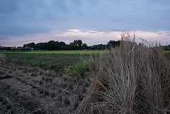 Paddy field in the twilight