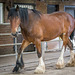 At Cotebrook shire horse centre.8jpg