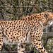 20200301 6593CPw [D~MS] Gepard, Zoo,  Münster