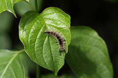 Vapourer moth (Orgyia antiqua) caterpillar