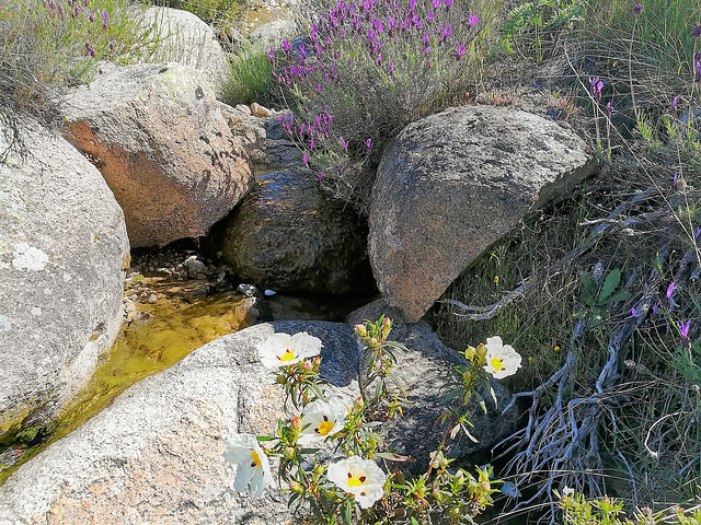 Mountain stream (the last of it before the summer heat dries it out completely), granite, cistus and Spanish lavender.