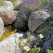 Mountain stream (the last of it before the summer heat dries it out completely), granite, cistus and Spanish lavender.