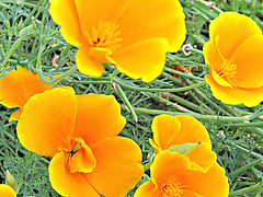 Yellow Californian Poppies.