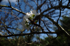 fleur de prunier