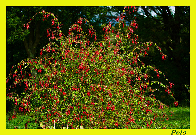 Arbusto frondoso de Fuchsia magellanica + (1 Nota)