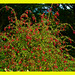 Arbusto frondoso de Fuchsia magellanica + (1 Nota)
