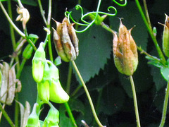 The seed pods of the aqualegia