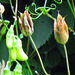 The seed pods of the aqualegia