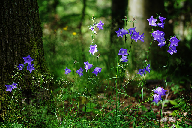 Sommer im Buchenwald - Summer in the beech forest