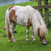 At Cotebrook shire horse centre2