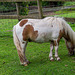 At Cotebrook shire horse centre7