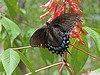 Tiger Swallowtail Butterfly (Female - Dark Phase)