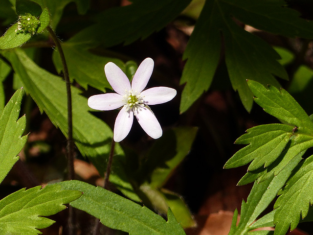 Day 2, small wildflower, Rondeau PP