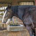 At Cotebrook shire horse centre10