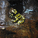 20200301 6596CPw [D~MS] Gelbgebänderter Pfeilgiftfrosch (Dendrobates leucomelas), Zoo,  Münster