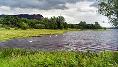 Swans on the River Clyde