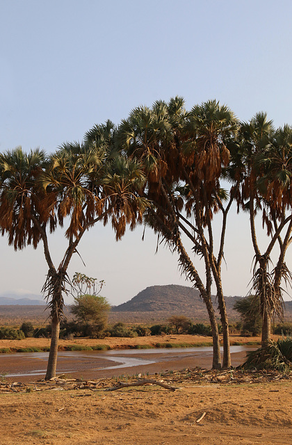 Looking into Samburu