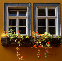 Blumen vor dem Fenster