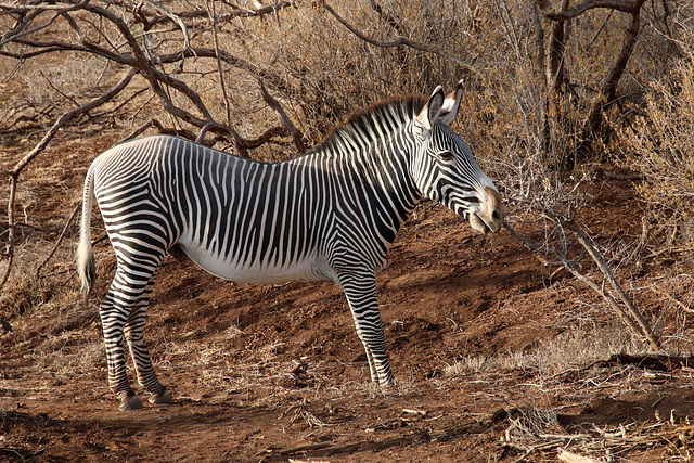 Grevy's Zebra (Explored)