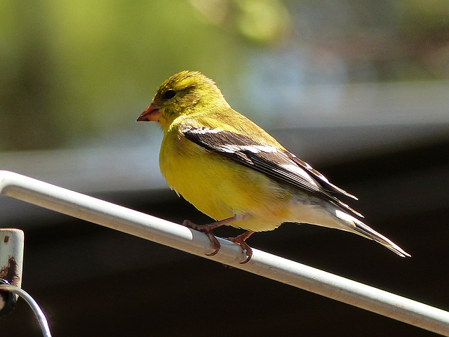 Day 2, American Foldfinch, Rondeau PP