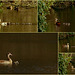 Egyptian geese     ~     Nijlganzen 's-Graveland 07022016