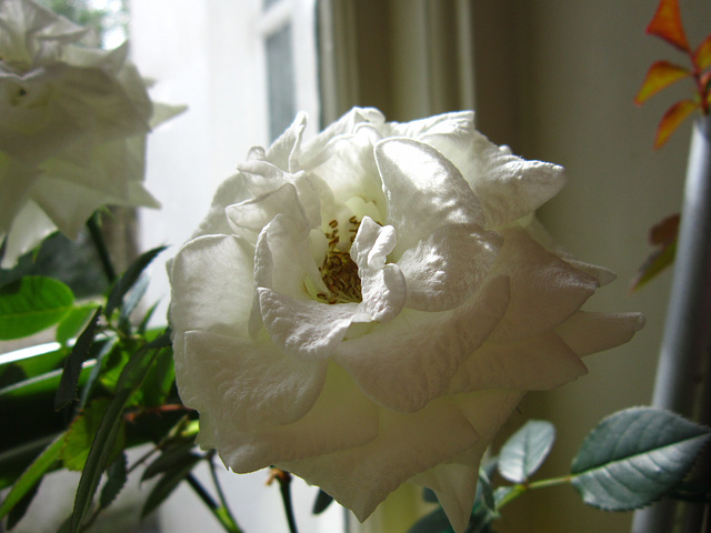 The white rose on the window sill is still flowering