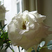 The white rose on the window sill is still flowering