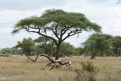 Tarangire, African Acacia