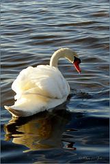 Swan beauty...