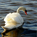 Swan beauty...