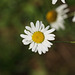 Ox-eye daisy (Leucanthemum vulgare)