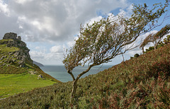 Valley of the Rocks: The castle and tree