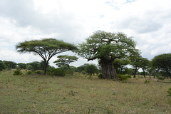 Tarangire, African Acacia and Baobab in the Savannah