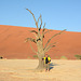 Namibia, Scene in Deadvlei at a Dry up Tree