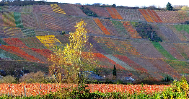 DE - Dernau - Vineyards in autumn