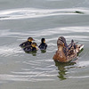 Ellesmere trio of ducklings